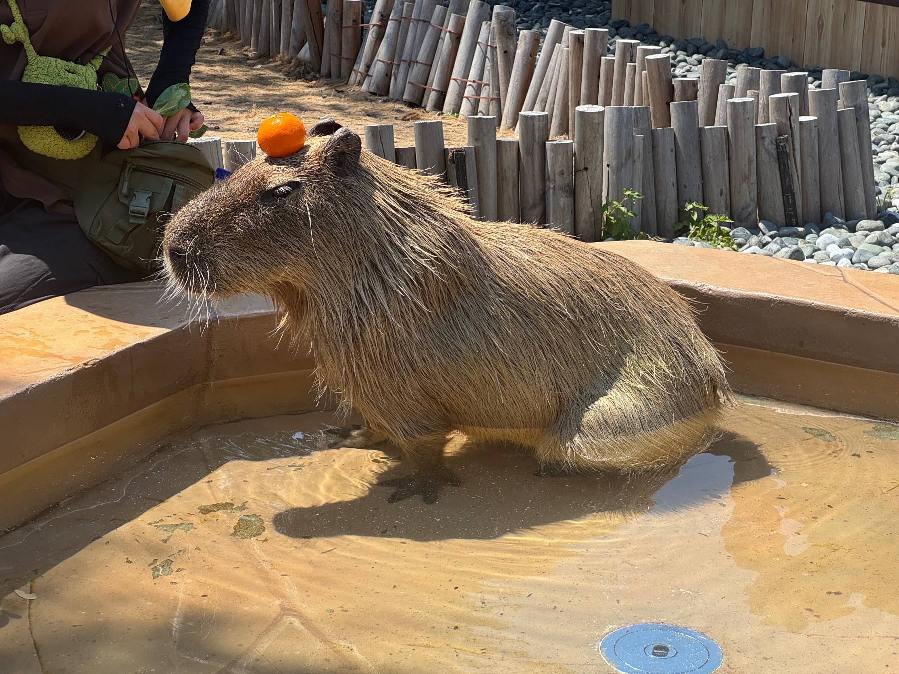 Capybara ZOO